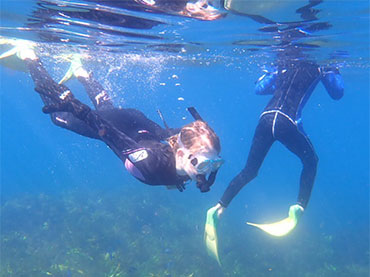 Bay of Islands Snorkelling